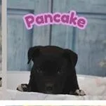 A baby small-sized female Black Terrier dog named Pancake for adoption in Clearwater, FL