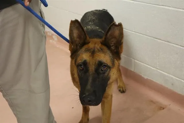 A young large-sized female Mixed Breed dog named Queen for adoption in Columbia, SC