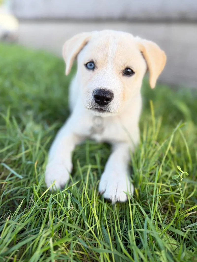 A baby medium-sized female Mixed Breed dog named Dolly Pawton for adoption in Grand Forks, ND