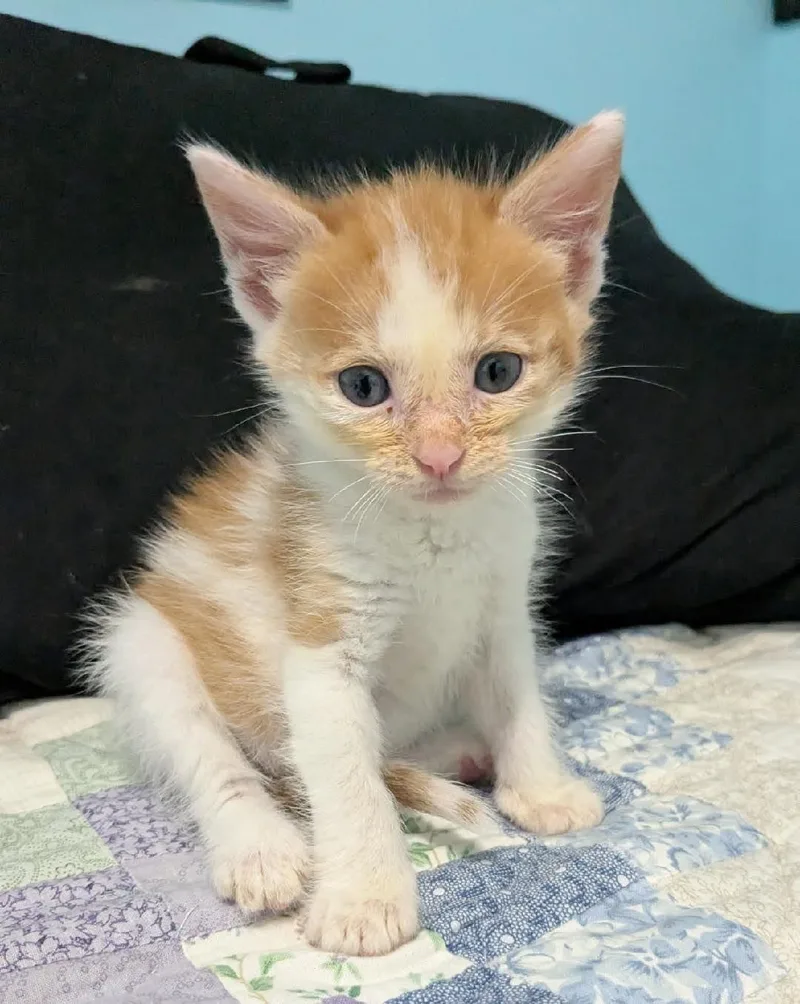 A young small-sized male Domestic Short Hair cat named Porter for adoption in Yankton, SD