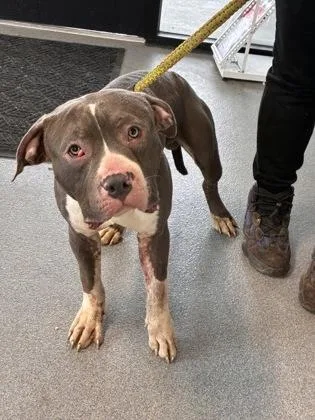 An adult medium-sized male Mixed Breed dog named Gears for adoption in West Chester, PA