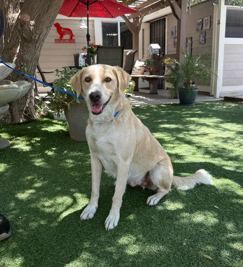 An adult medium-sized male White / Cream Labrador Retriever dog named Bronson for adoption in Temecula, CA