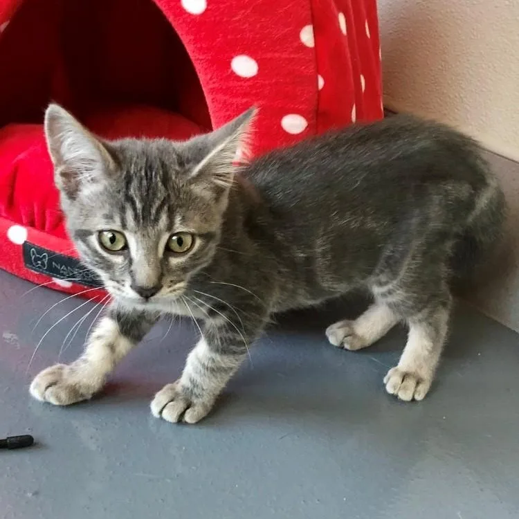A baby large-sized female Tabby (Gray / Blue / Silver) Domestic Short Hair cat named Cherry Blossom for adoption in Lodi, CA