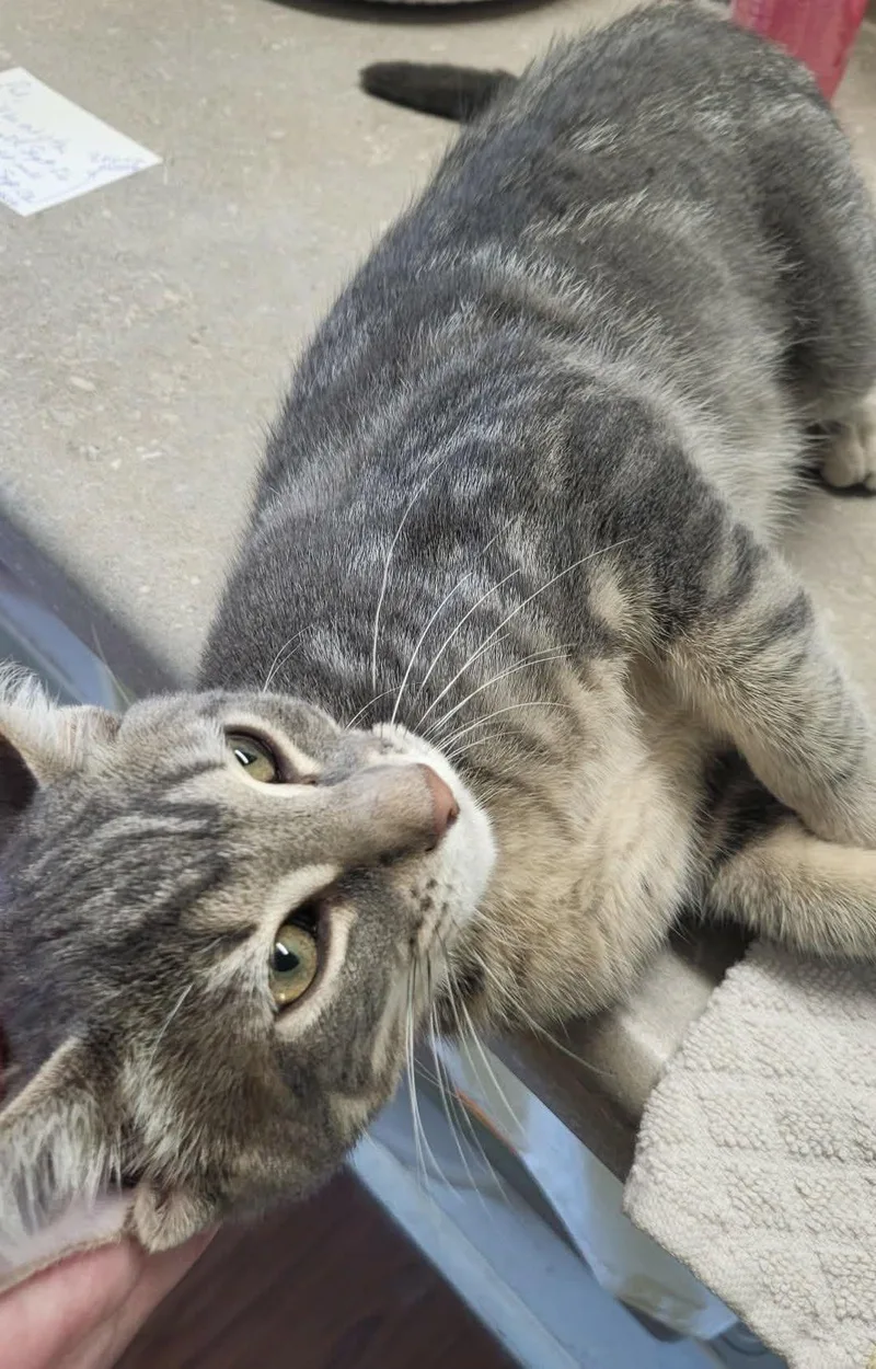A young medium-sized female Domestic Short Hair cat named Mellow for adoption in Wild Rose, WI
