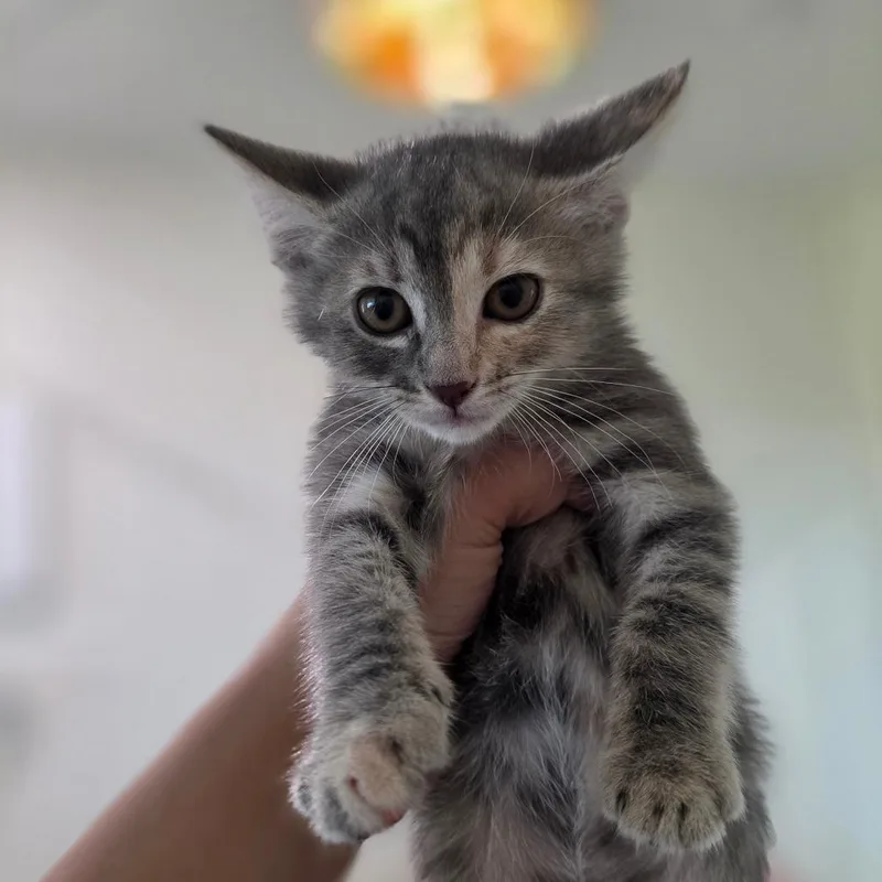 A baby small-sized female Gray / Blue / Silver Domestic Medium Hair cat named Shale for adoption in Chapel Hill, NC