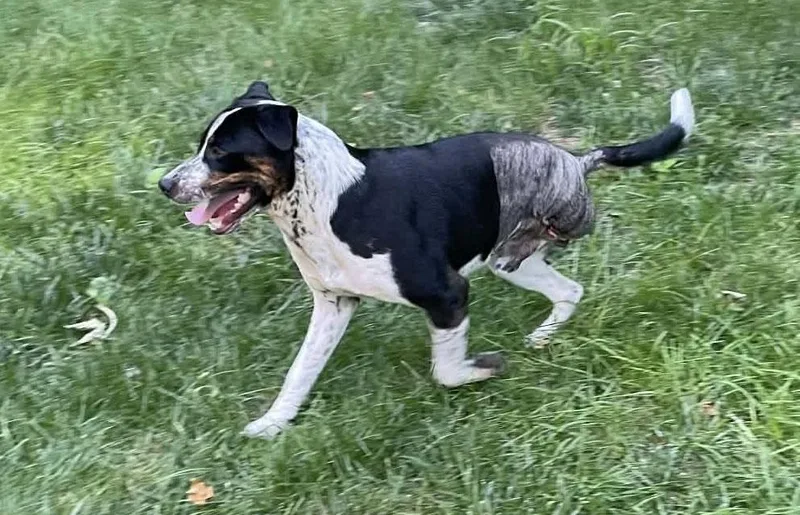 Levi