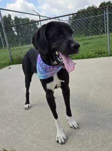 An adult extra large-sized female Labrador Retriever dog named Bali for adoption in Bucyrus, OH