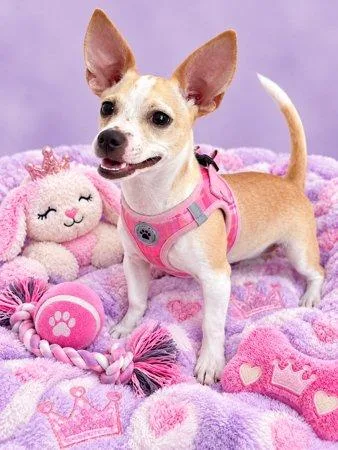 A baby small-sized female Chihuahua dog named Lulu for adoption in Sanford, FL