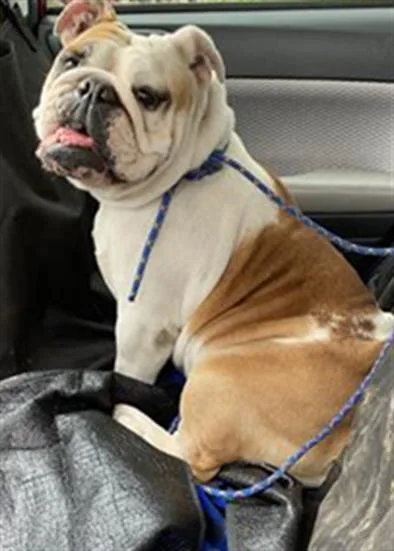 An adult large-sized female English Bulldog dog named Creampuff for adoption in Long Beach, CA