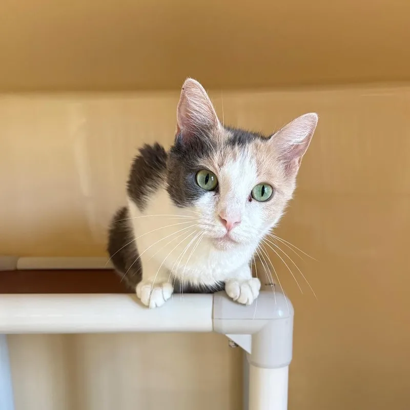 An adult small-sized female Calico Domestic Short Hair cat named Mama Rue for adoption in East Hanover, NJ