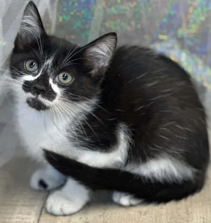 An adult small-sized female Domestic Short Hair cat named Nutmeg for adoption in Shreveport, LA