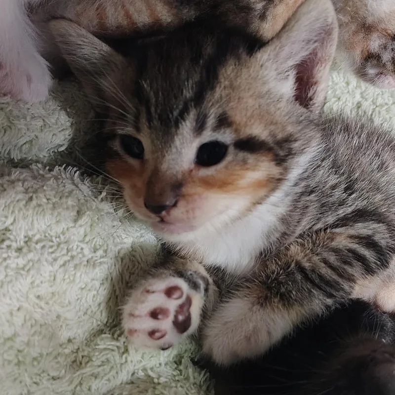 A baby small-sized female Calico Domestic Short Hair cat named Molly for adoption in Vieques, PR