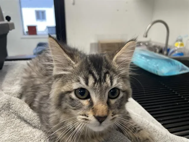 A baby small-sized female Domestic Short Hair cat named Porsche for adoption in Fairfield, CA