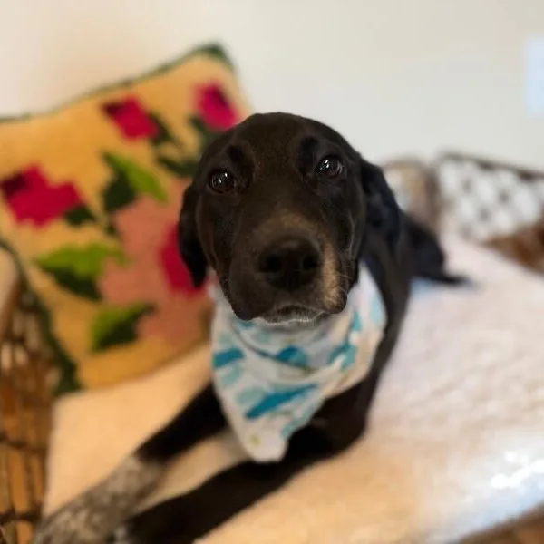 A baby medium-sized female Black Labrador Retriever dog named Ducky Best Friends for adoption in Friendswood, TX