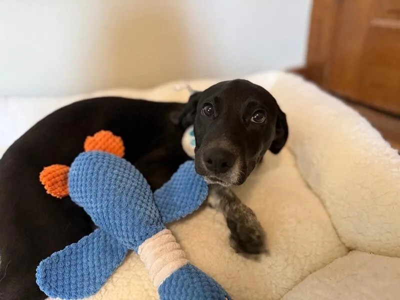 Ducky Best Friends thumbnail 2
