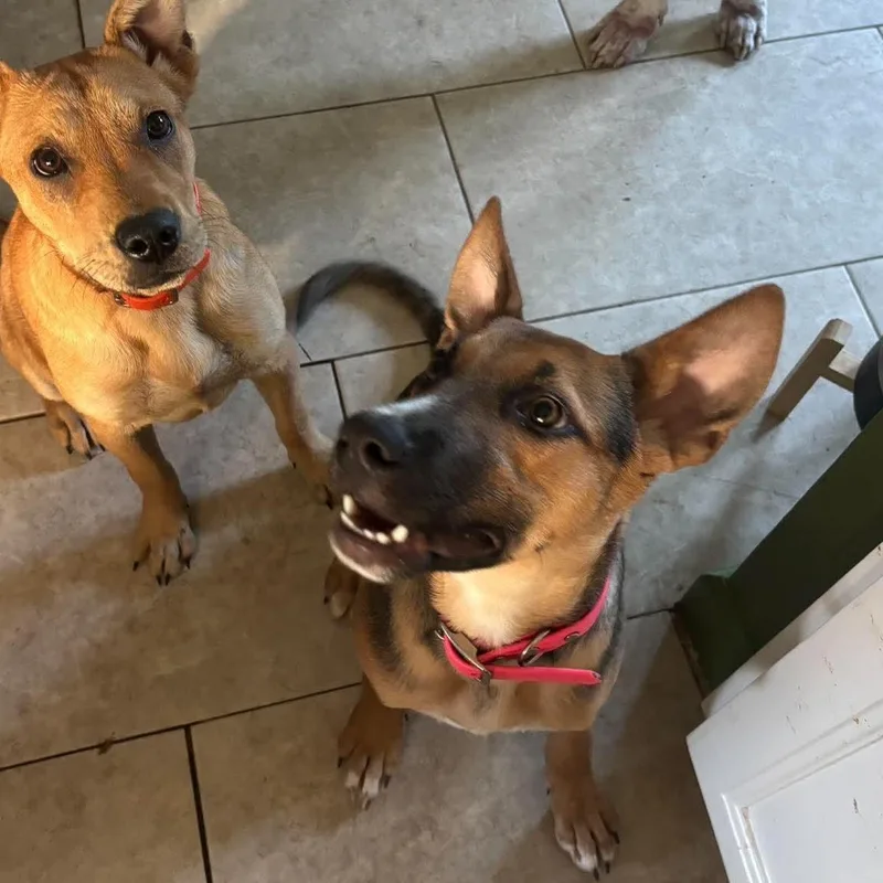 A baby medium-sized male Shepherd dog named Berlin for adoption in Yonkers, NY