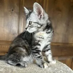 Pico