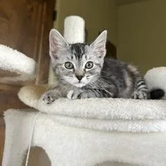 Pico thumbnail 2