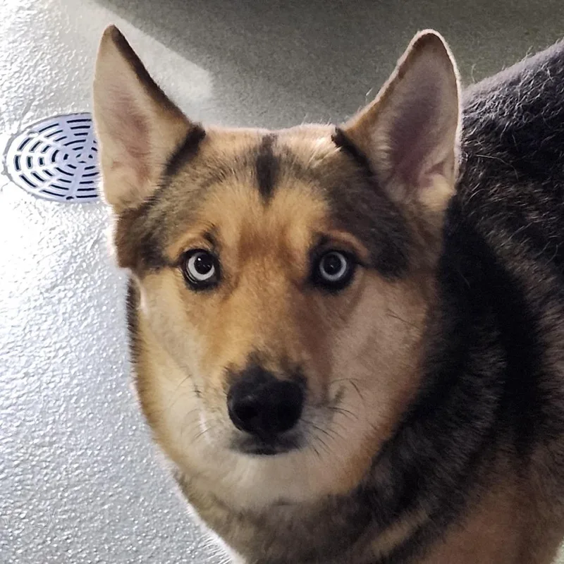 An adult medium-sized female German Shepherd Dog dog named Maggie for adoption in Abilene, TX