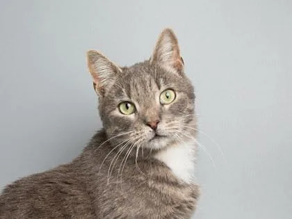An adult medium-sized male Domestic Short Hair cat named Radichino for adoption in Longmont, CO