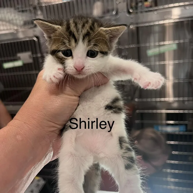 A baby small-sized female Brown / Chocolate Domestic Short Hair cat named Shirley for adoption in Scituate, MA