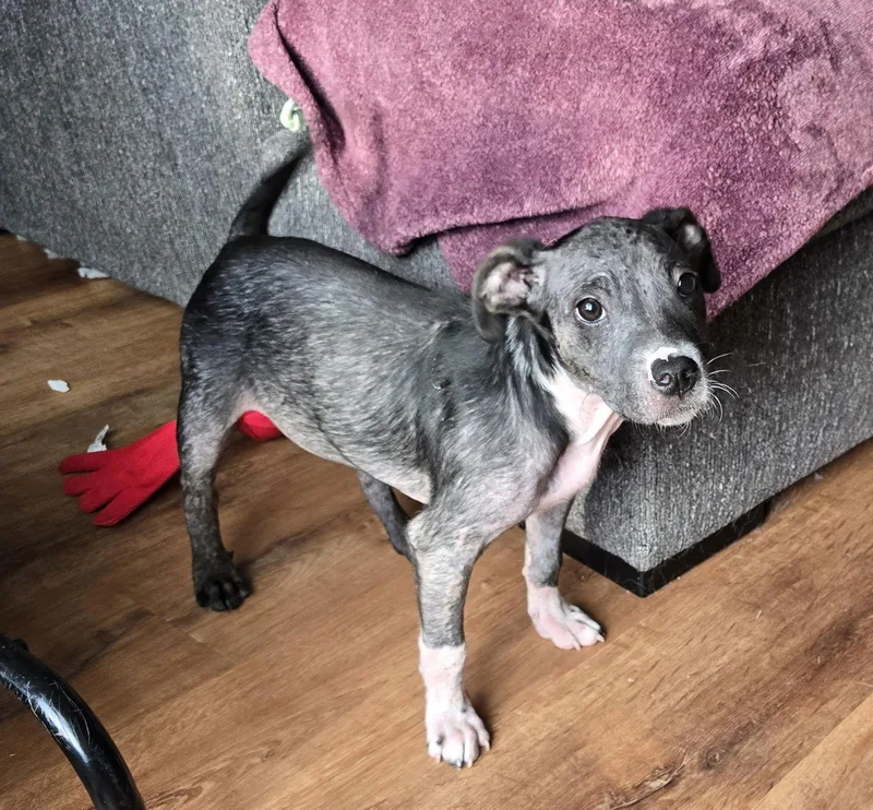 Safety Pin thumbnail 2