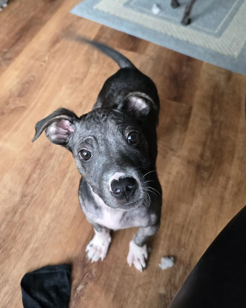 Safety Pin thumbnail 3