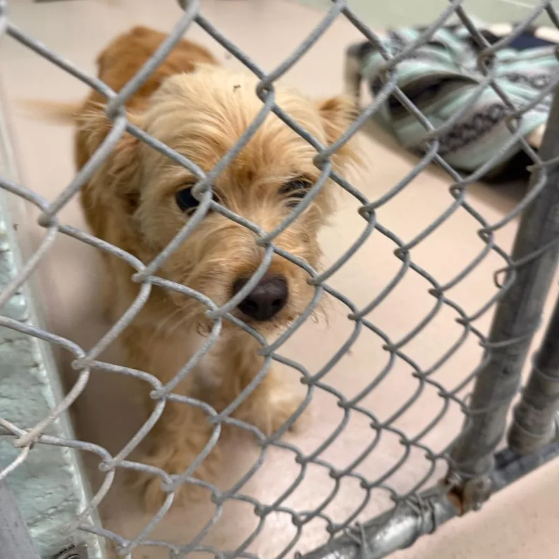 A young small-sized female Yellow / Tan / Blond / Fawn Mixed Breed dog named S for adoption in Newark, NJ