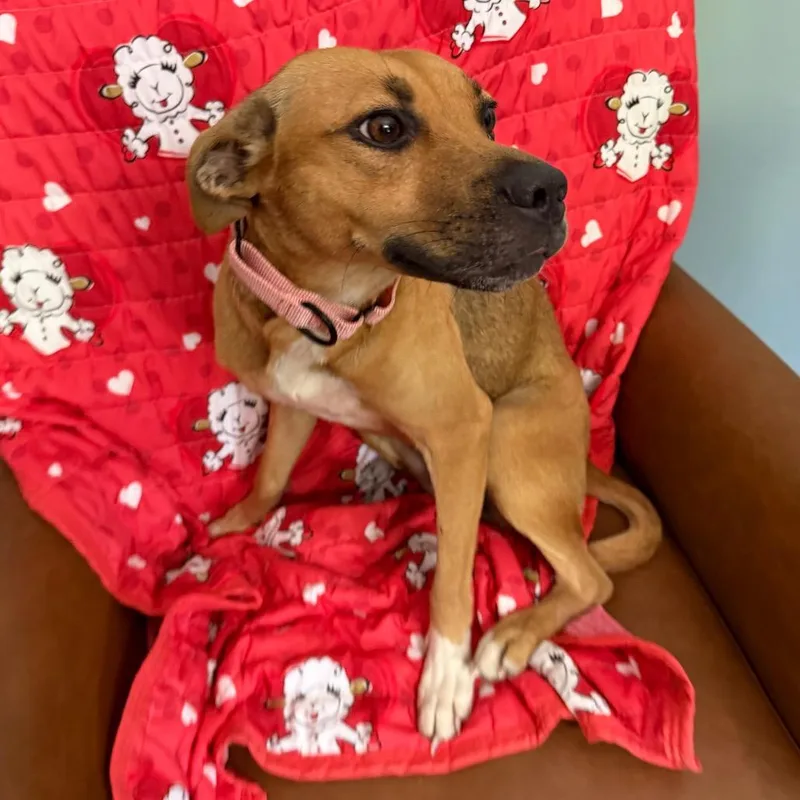 A baby medium-sized female Golden Mountain Cur dog named Calista for adoption in Sequatchie, TN