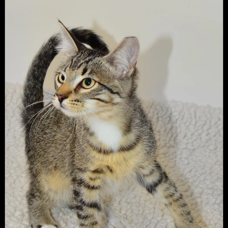 A baby medium-sized male Tabby cat named Tombo for adoption in San Andreas, CA