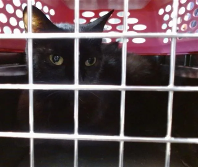 An adult small-sized female Domestic Short Hair cat named A for adoption in Oklahoma City, OK