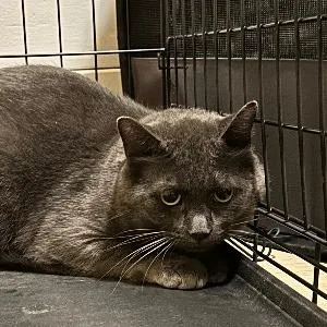 An adult large-sized male Gray / Blue / Silver Domestic Short Hair cat named Arrow for adoption in Brookfield, WI