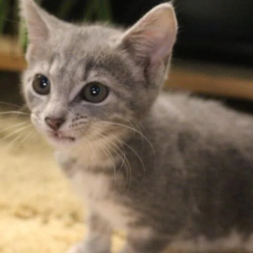 A baby small-sized female Gray / Blue / Silver Domestic Short Hair cat named Aspen for adoption in Canal Winchester, OH