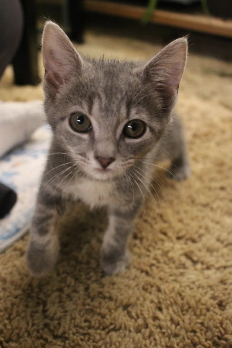 Aspen thumbnail 4