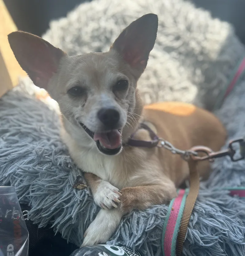 Lady Dolly Of Nj thumbnail 4