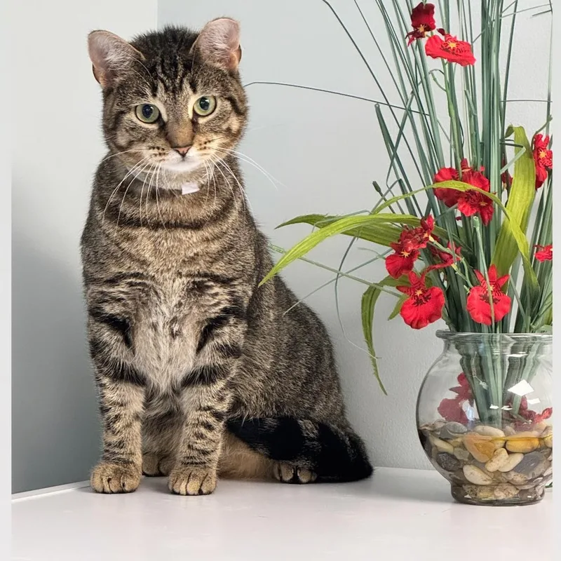 An adult medium-sized female Domestic Short Hair cat named Pepper for adoption in Syosset, NY