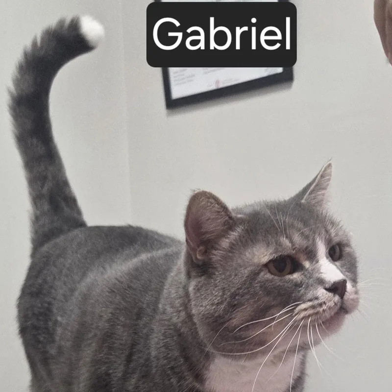 An adult large-sized male Gray & White Domestic Short Hair cat named Gabriel for adoption in SNOW HILL, NC