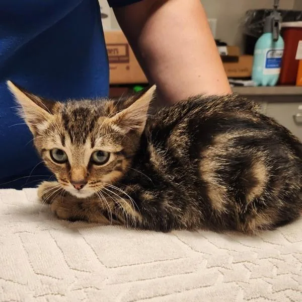 A baby medium-sized male Domestic Short Hair cat named Omarion The Librarion for adoption in Dublin, CA