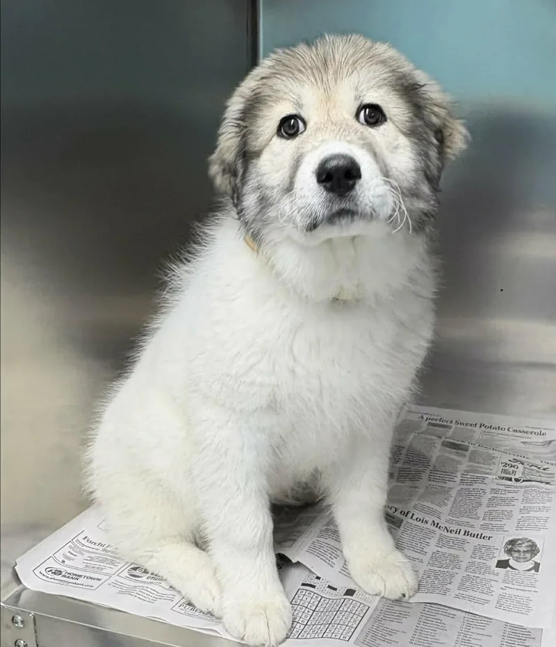 A baby large-sized female White / Cream Great Pyrenees dog named Sarava for adoption in Newport, TN