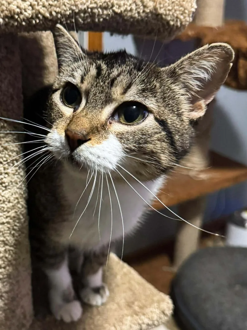 An adult medium-sized female Tabby (Brown / Chocolate) Domestic Short Hair cat named Mabel for adoption in Sioux Falls, SD