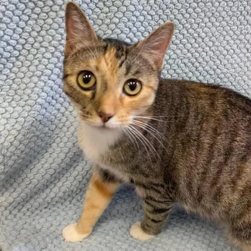 An adult large-sized female Torbie Domestic Short Hair cat named Gwendolyn for adoption in Hawthorne, CA