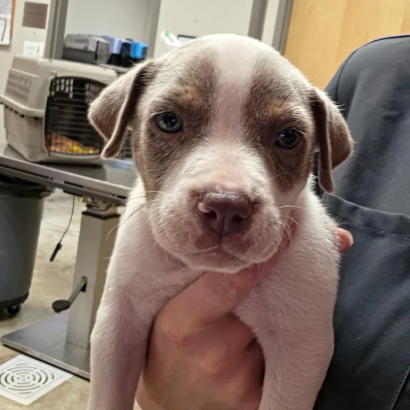 A baby small-sized male White / Cream Terrier dog named Toad U for adoption in Tupelo, MS