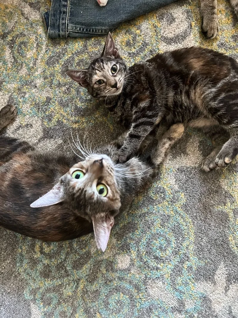 Cinnamon & Stormy thumbnail 2