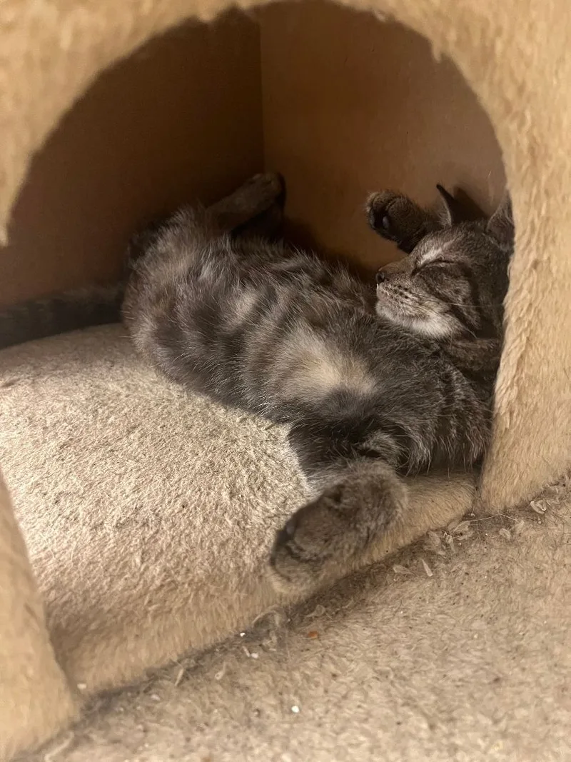 Cinnamon & Stormy thumbnail 3