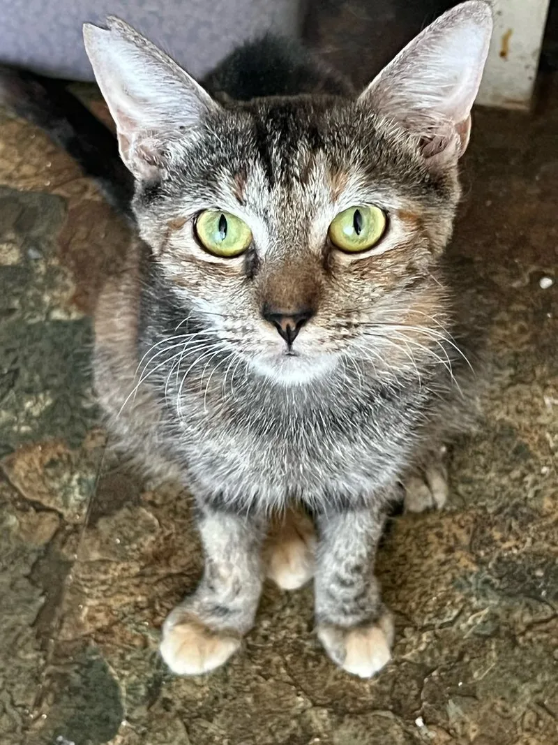 Cinnamon & Stormy thumbnail 4