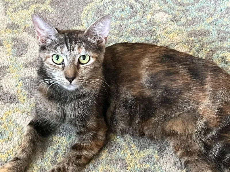 Cinnamon & Stormy thumbnail 5