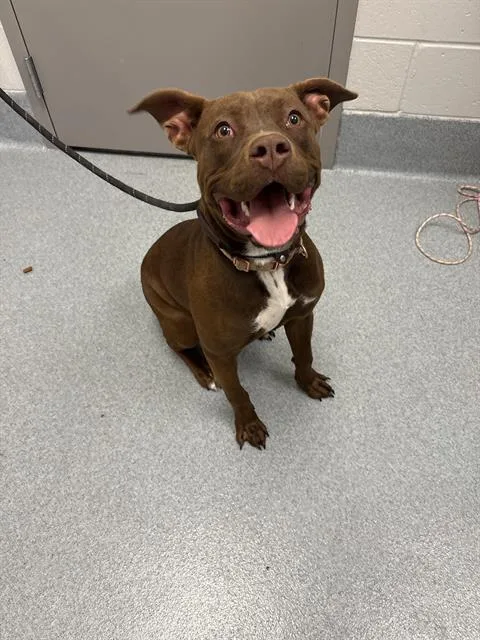 A young medium-sized female Pit Bull Terrier dog named Coco for adoption in Indianapolis, IN