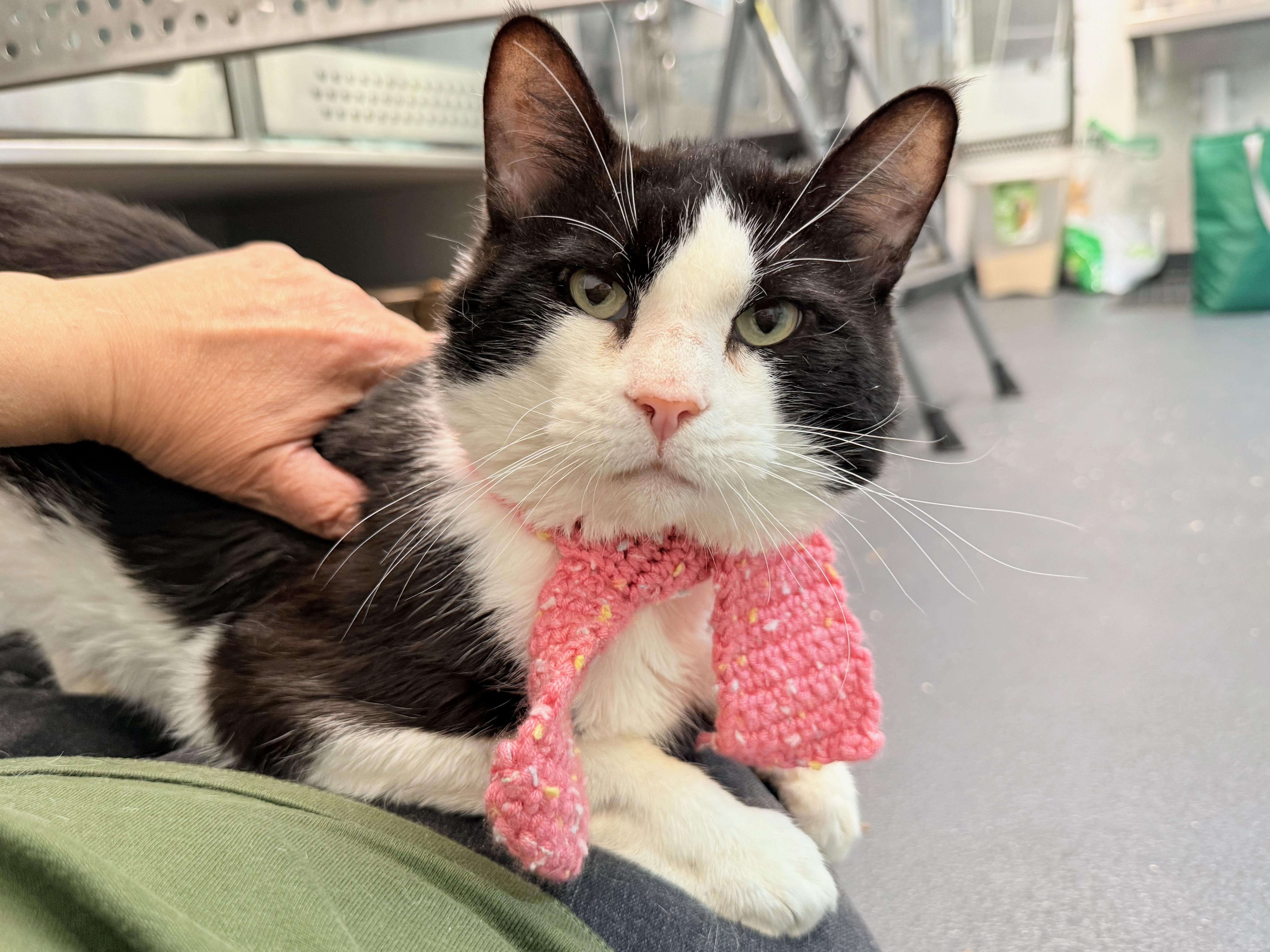 An adult medium-sized male Black Domestic Short Hair cat named Cookie for adoption in Columbus, OH