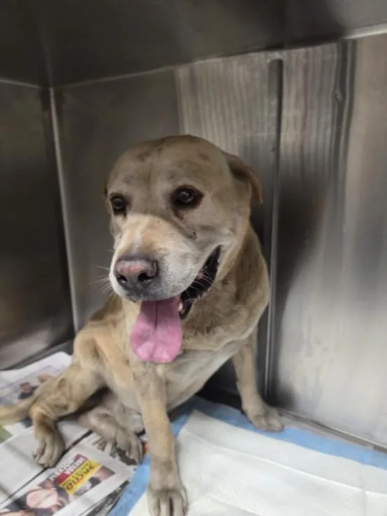 An adult extra large-sized male Mixed Breed dog named Rex for adoption in Los Angeles, CA