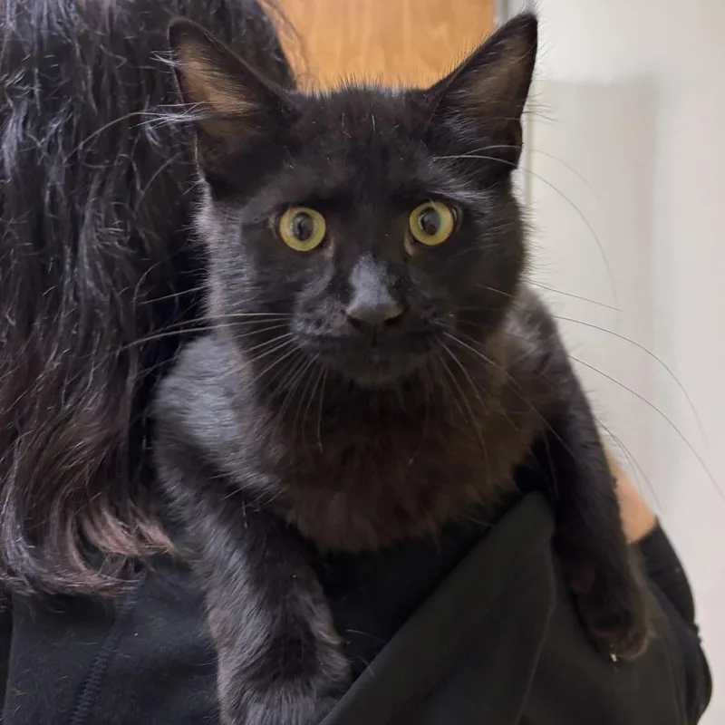 A young medium-sized female Black Domestic Medium Hair cat named Bouncy House for adoption in Newark, DE